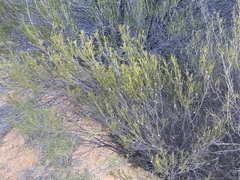 Melaleuca zeteticorum