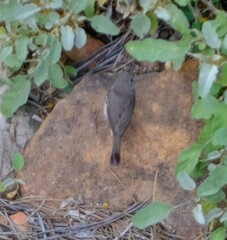 Sericornis maculatus