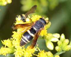 Euodynerus hidalgo