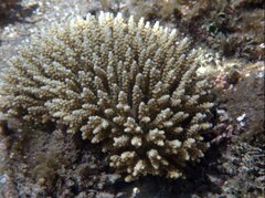 Acropora