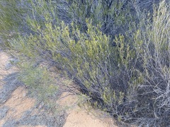 Melaleuca zeteticorum