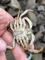 Metacarcinus magister