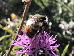 Bombus centralis