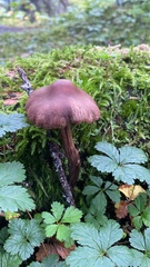 Laccaria amethysteo-occidentalis
