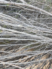 Melaleuca zeteticorum