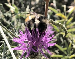 Bombus centralis