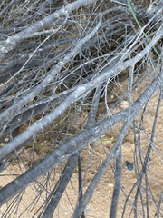 Melaleuca zeteticorum
