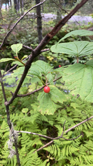 Viburnum edule