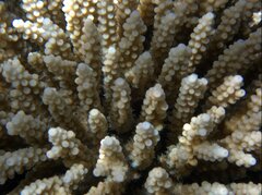 Acropora