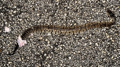 Agkistrodon piscivorus