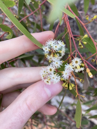 Yorrell (Eucalyptus yilgarnensis)