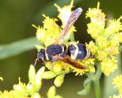 Euodynerus hidalgo