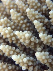 Acropora