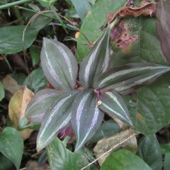 Tradescantia zebrina