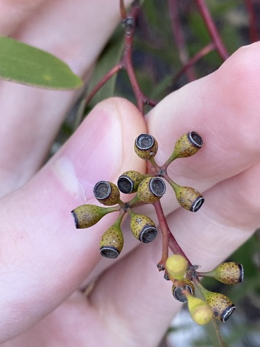 Image of Eucalyptus yilgarnensis by (c) Thomas Mesaglio, some rights reserved (CC BY)