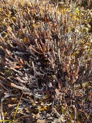 Cassiope tetragona