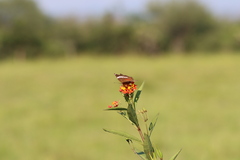 Anartia fatima colima