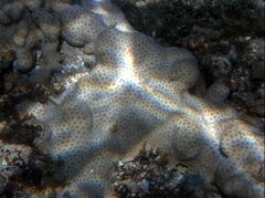 Palythoa tuberculosa