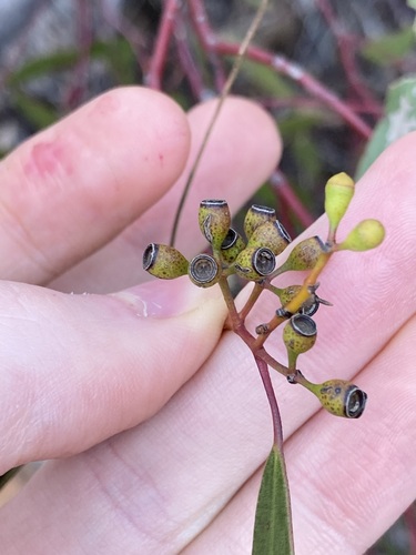 Image of Eucalyptus yilgarnensis by (c) Thomas Mesaglio, some rights reserved (CC BY)