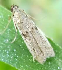 Phycitodes reliquellum