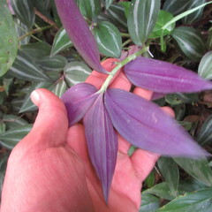 Tradescantia zebrina