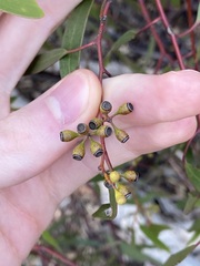 Eucalyptus yilgarnensis