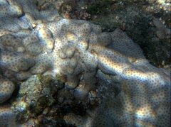 Palythoa tuberculosa