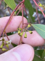 Eucalyptus yilgarnensis