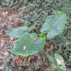 Alocasia
