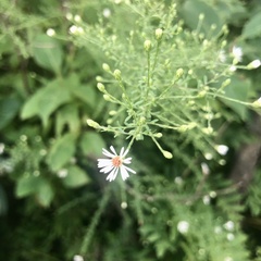 Symphyotrichum dumosum