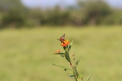 Anartia fatima colima