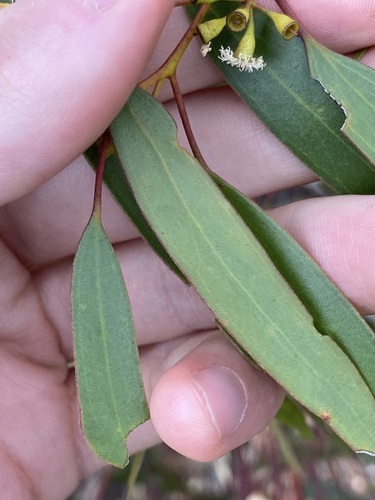 Image of Eucalyptus yilgarnensis by (c) Thomas Mesaglio, some rights reserved (CC BY)