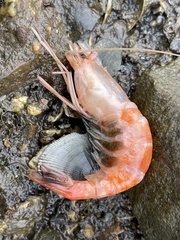 Decapoda