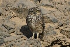 Athene cunicularia