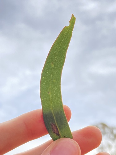 Image of Eucalyptus yilgarnensis by (c) Thomas Mesaglio, some rights reserved (CC BY)