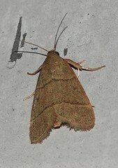 Hypsopygia nostralis