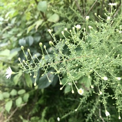 Symphyotrichum dumosum