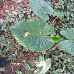 Alocasia