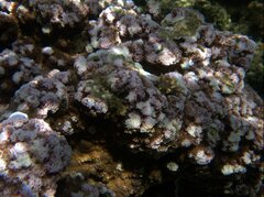 Montipora