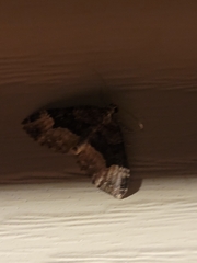 Euphyia intermediata