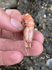 Decapoda