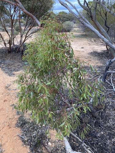 Image of Eucalyptus yilgarnensis by (c) Thomas Mesaglio, some rights reserved (CC BY)