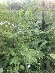 Symphyotrichum dumosum
