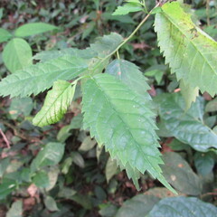 Maclura tinctoria