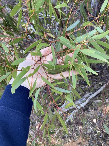 Image of Eucalyptus yilgarnensis by (c) Thomas Mesaglio, some rights reserved (CC BY)