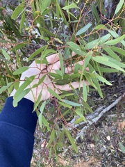Eucalyptus yilgarnensis