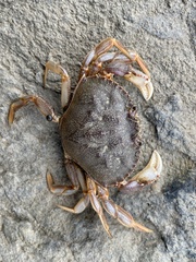 Metacarcinus magister