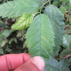 Maclura tinctoria