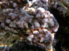 Montipora