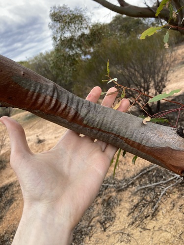Image of Eucalyptus yilgarnensis by (c) Thomas Mesaglio, some rights reserved (CC BY)